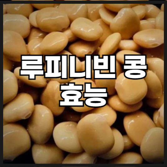 루피니빈 콩 효능