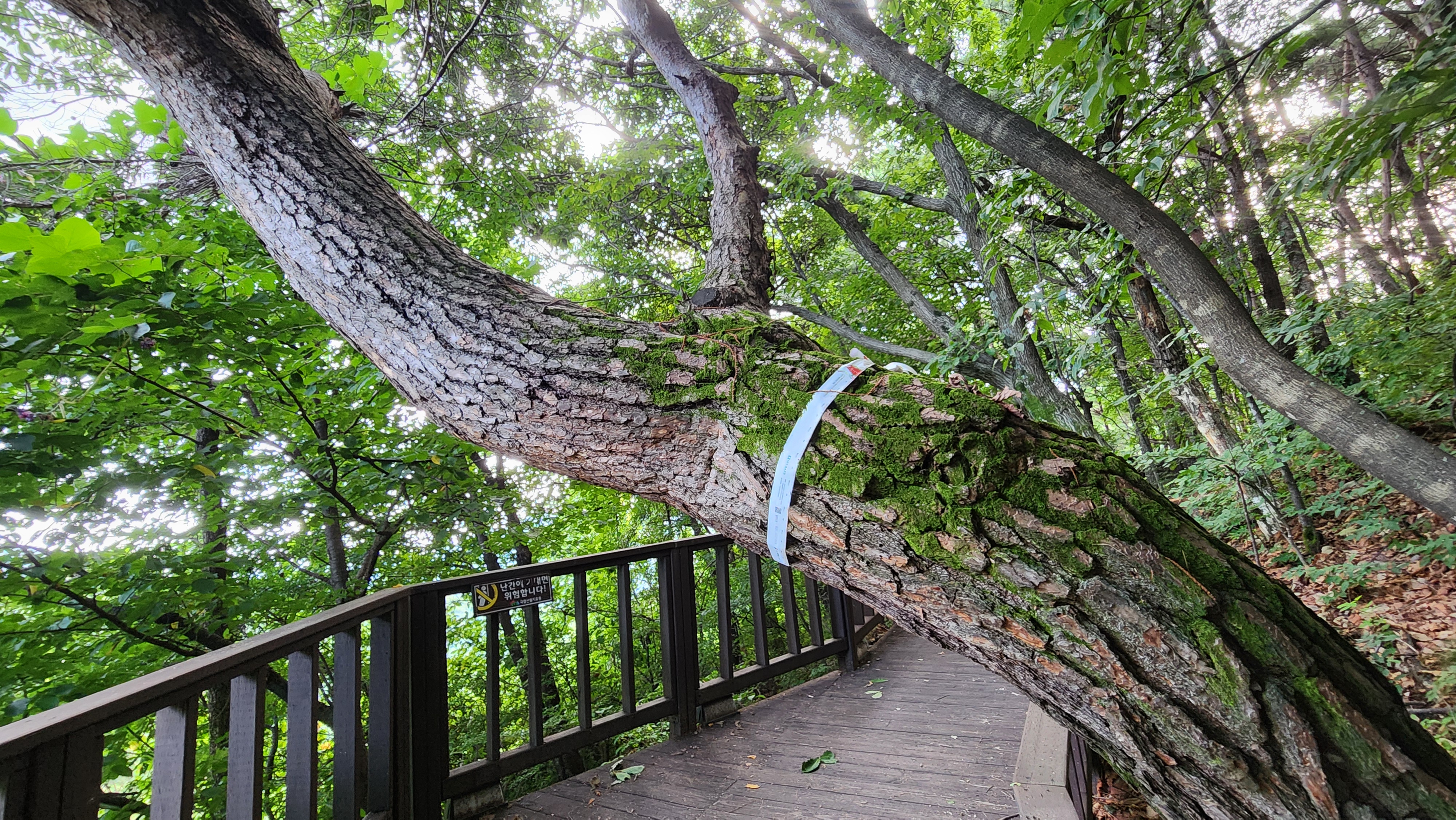 국립산림치유원 예천 문필마을의 산책로, 문필 데크로드에 누운 듯한 거목