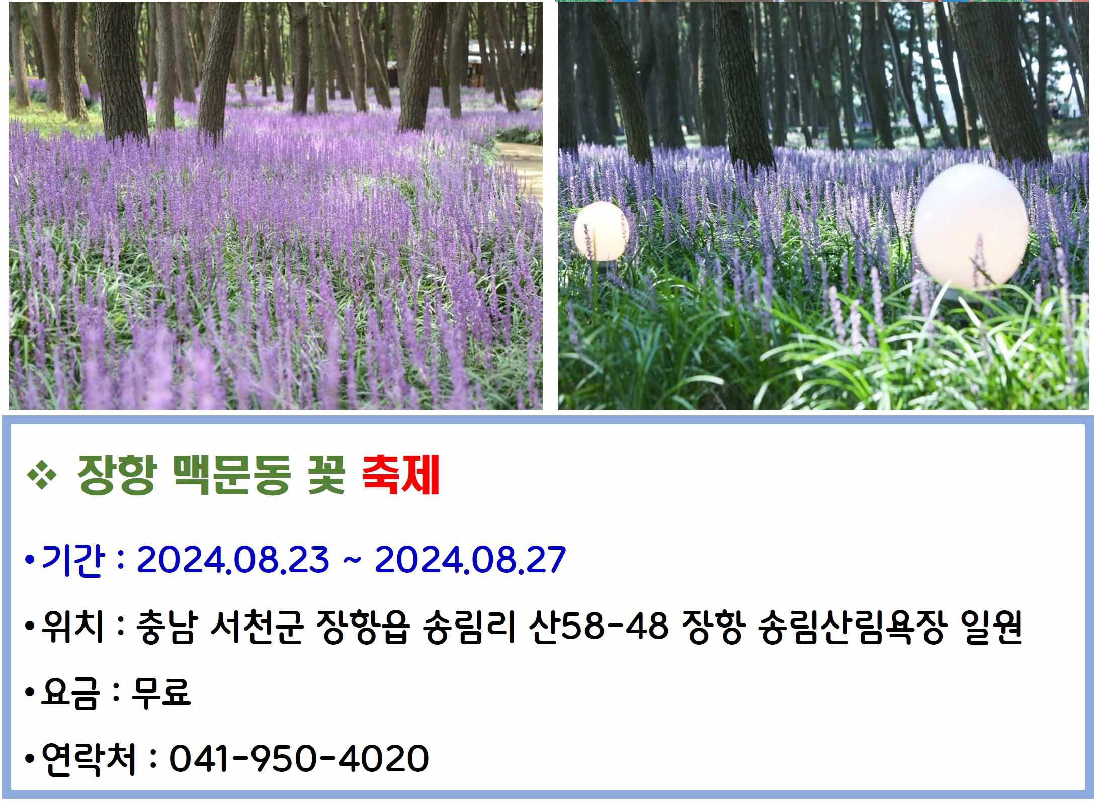 장항 맥문동 꽃 축제