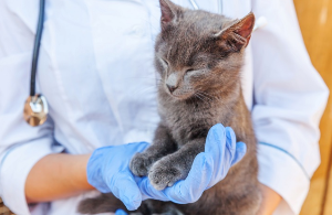 치료를 싫어하는 고양이