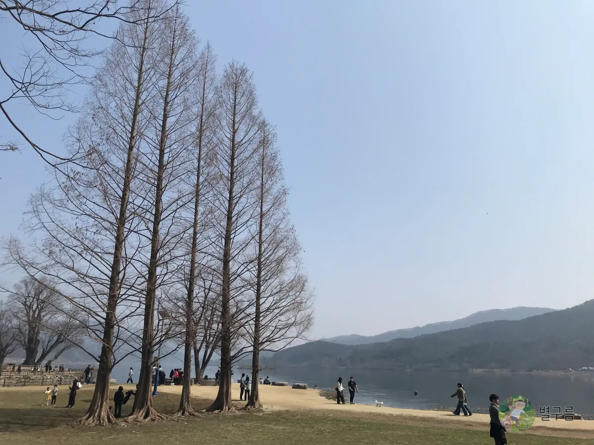 두물머리-키다리나무-근접-다섯그루가-나란히-서있다