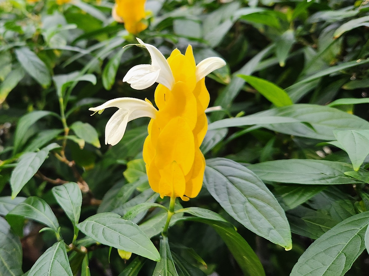 노랑새우풀(황금새우초)