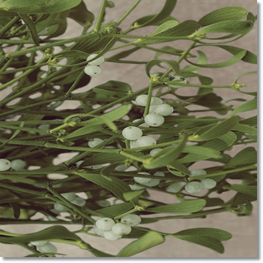 미슬토 효능 및 활성 성분 활용법과 부작용