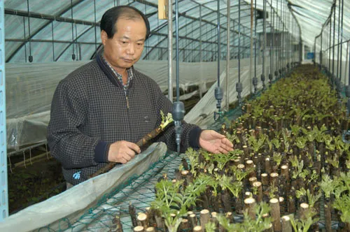 두릅 재배 순 수확 시기 가지치기 겨울 보온_3