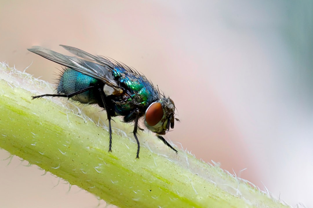 Insect
