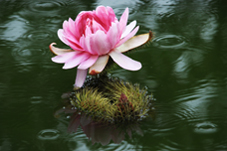 세미원 연꽃문화제