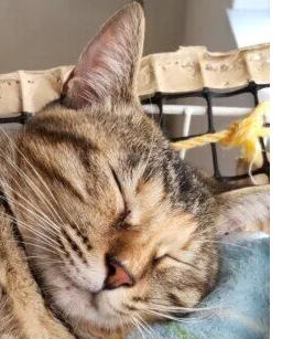 고양이 피임 수술의 의외의 장점,단점 등