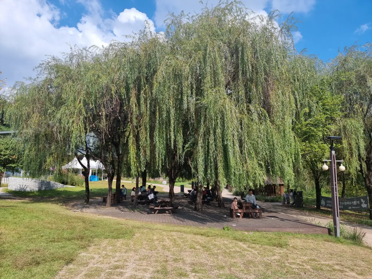 커다란-버드나무-아래-그늘-사람들-앉아있는-모습