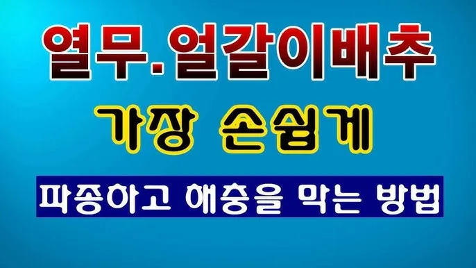 &amp;quot;얼갈이배추