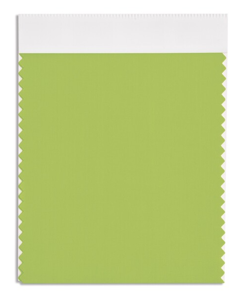 화이트 그레이프(White Grape)