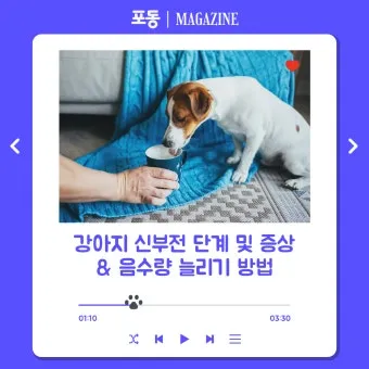 강아지 신부전에 좋은 음식 추천_18