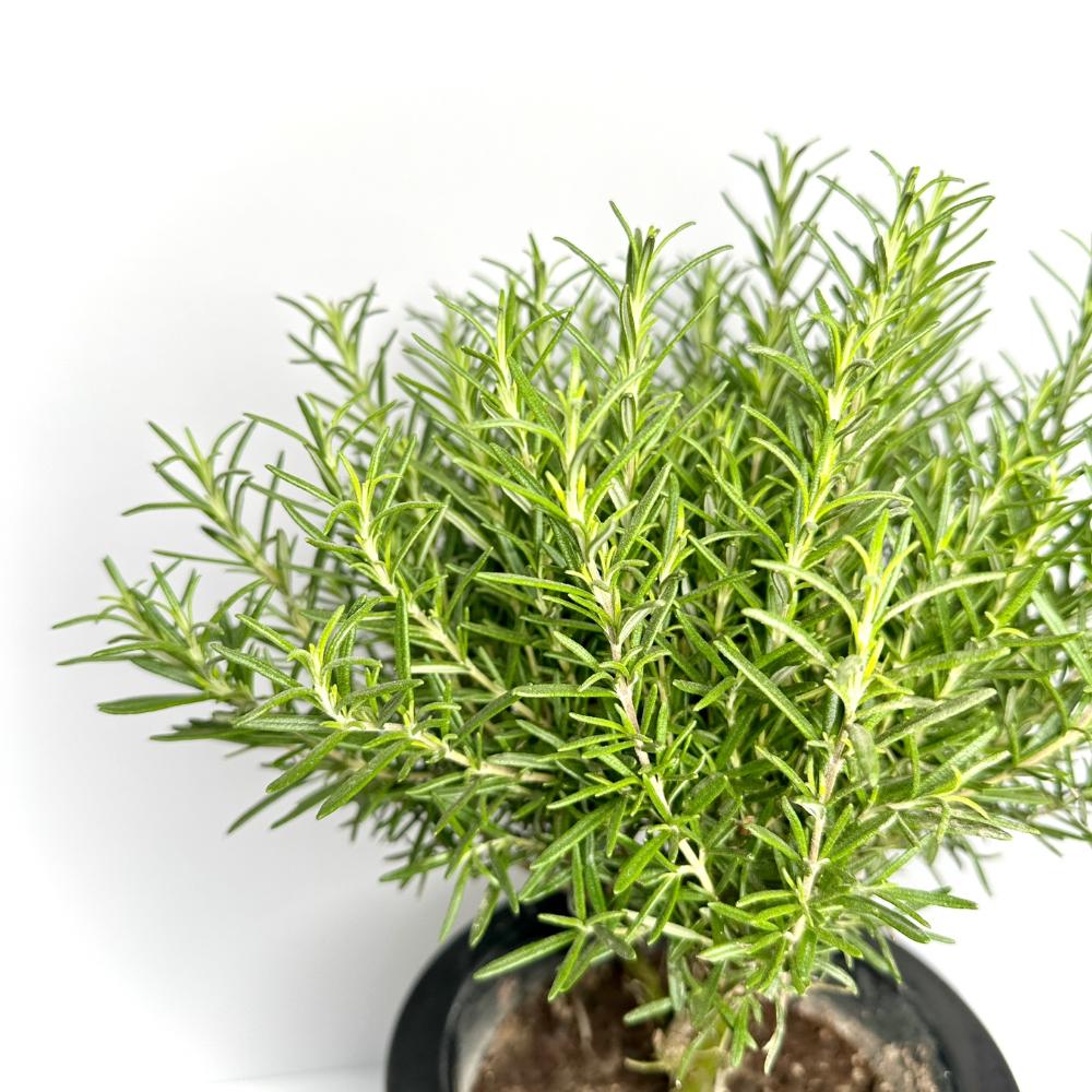 집에서 로즈마리 키우기