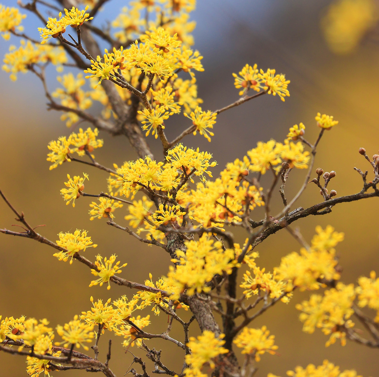 구례산수유축제-개화상황