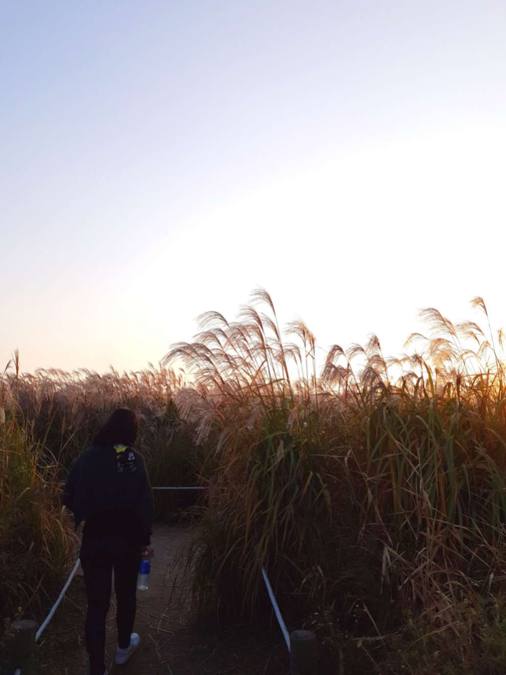 하늘공원억새축제