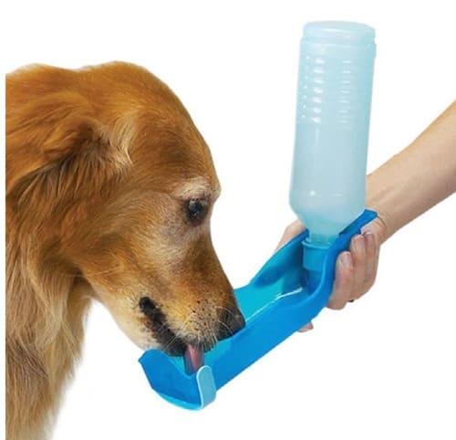 강아지가물을너무많이섭취하는이유