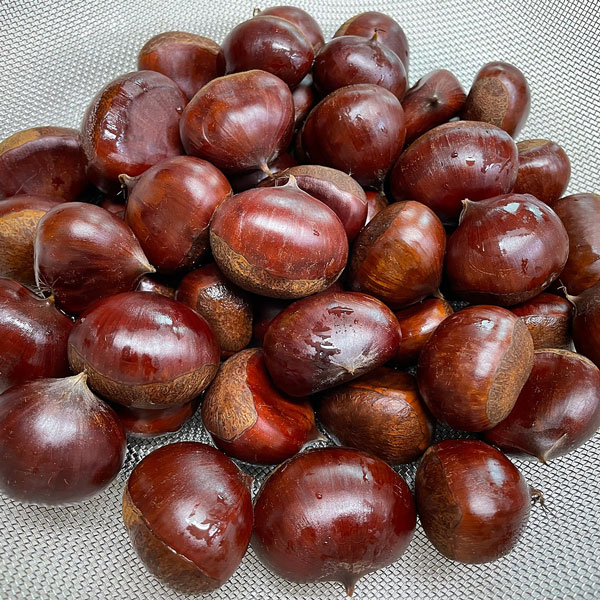 밤 삶는 방법, 시간, 삶은밤 쉽게 까는법 총정리