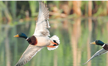 나는 꿈, 날으는 꿈, 날아오르는 꿈