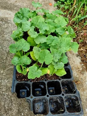 6월에 심는 밭작물 채소_16