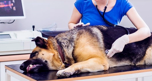 강아지 소화불량 증상 5가지