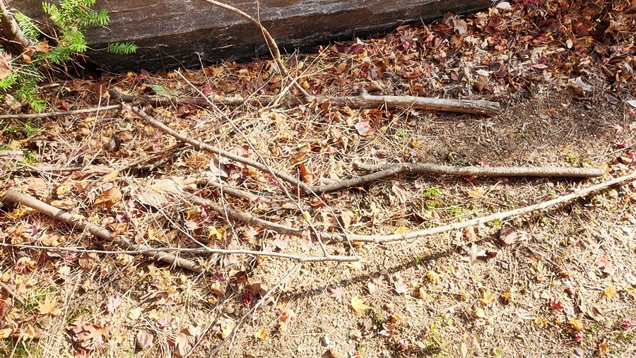 산책로 구석에 모여있는 나뭇가지들