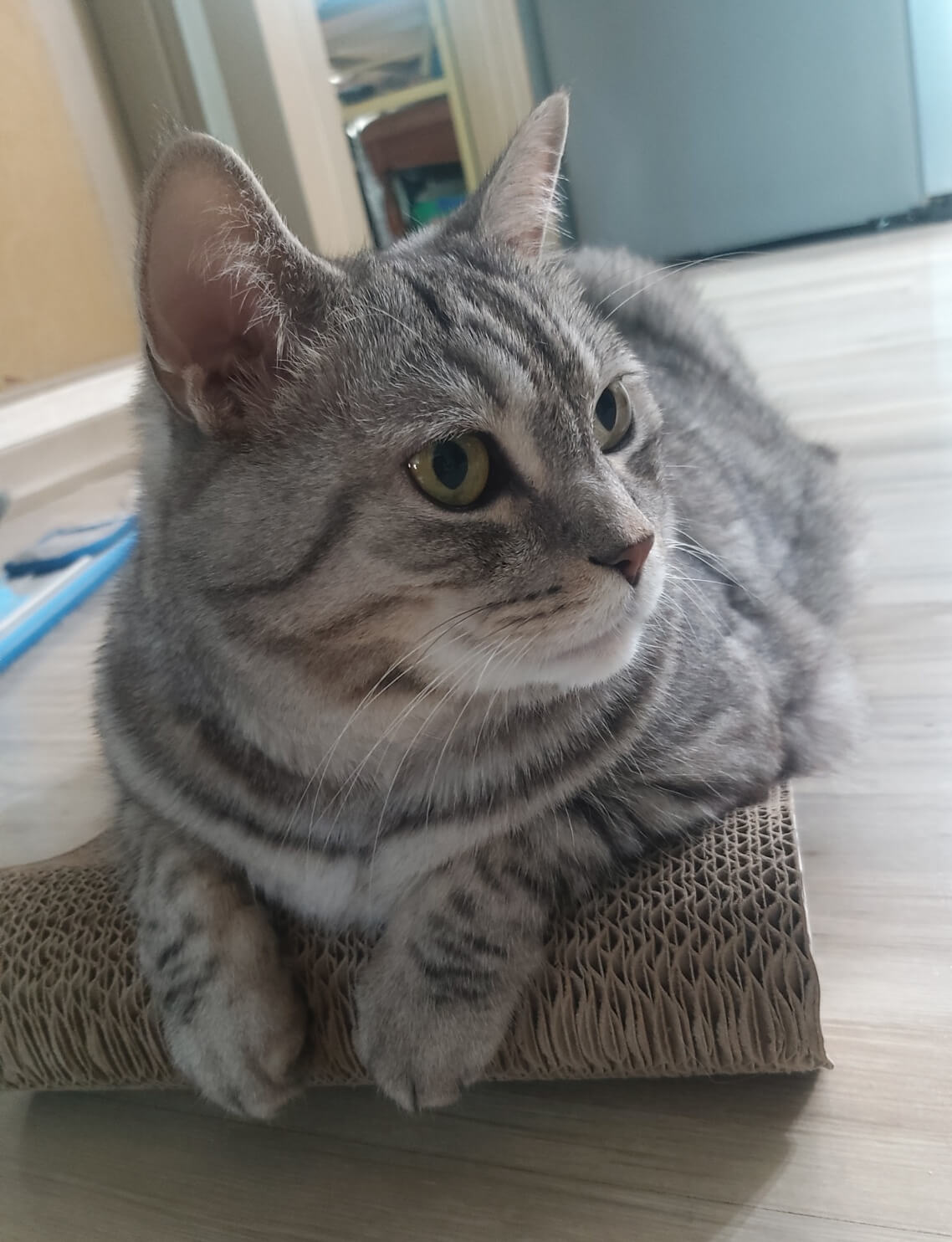 고양이 