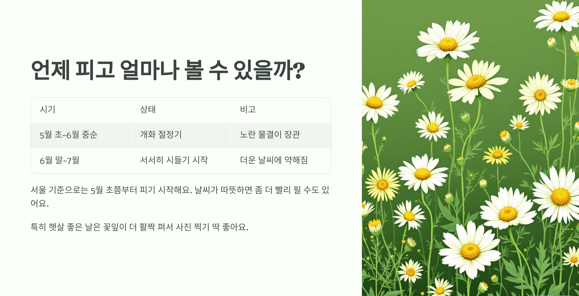금계화
