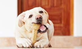 개껌을 뜯고있는 강아지사진