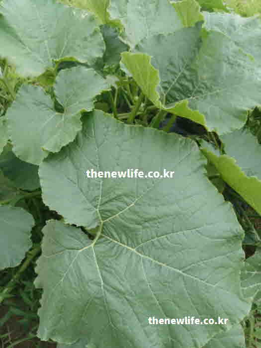 호박잎 효능 요리 찜기