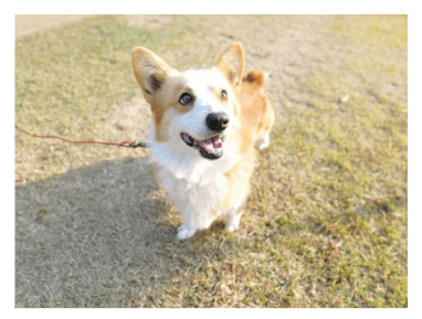 강아지 나이 계산기