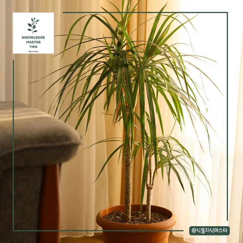 행운목 키우기 - 분갈이 가이드