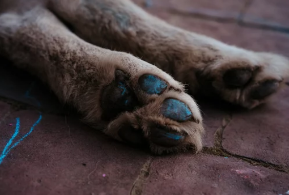 강아지 발바닥/출처:어도비스톡