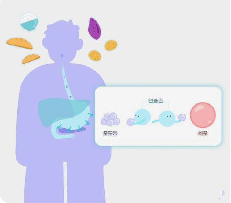당뇨병-포도당-인슐린