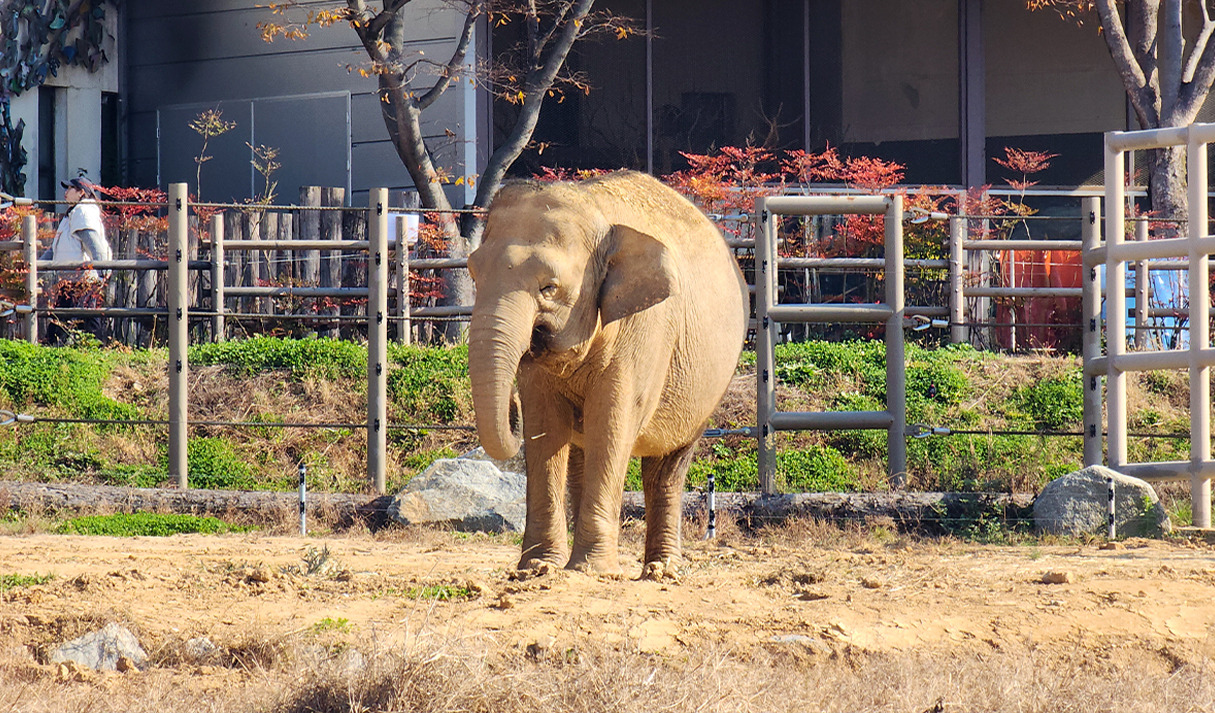 전주여행 가볼만한 곳 베스트10_ 08. 전주 동물원 & 수목원 (벚꽃, 단풍, 입장료, 주차, 놀이동산)