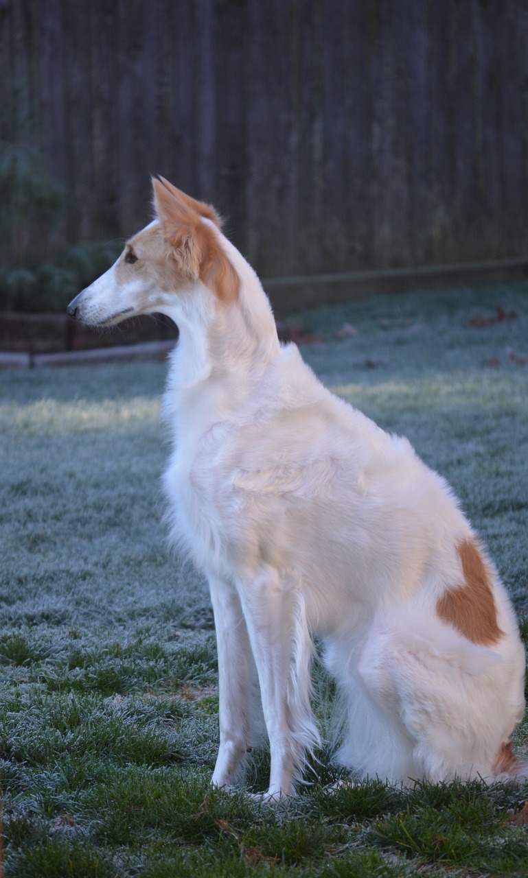 보르조이(Borzoi)2