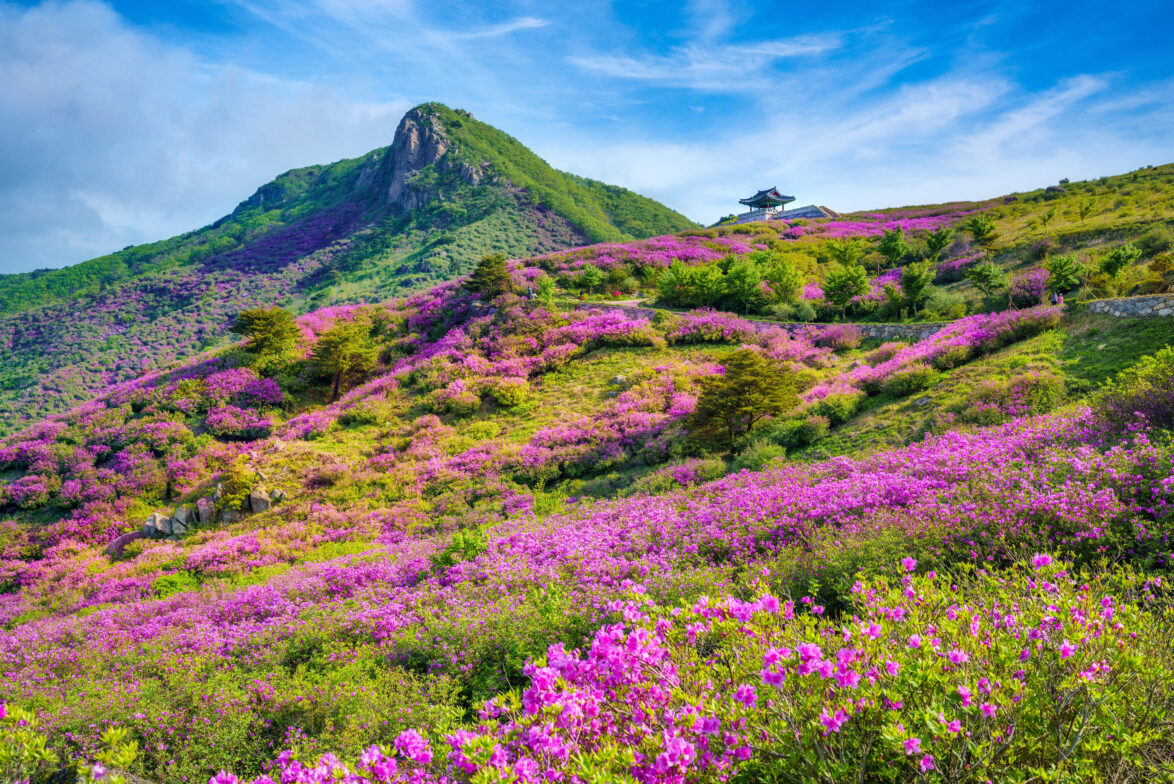 산청 황매산 철쭉1