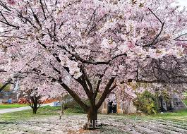 2025년 벚꽃 개화시기