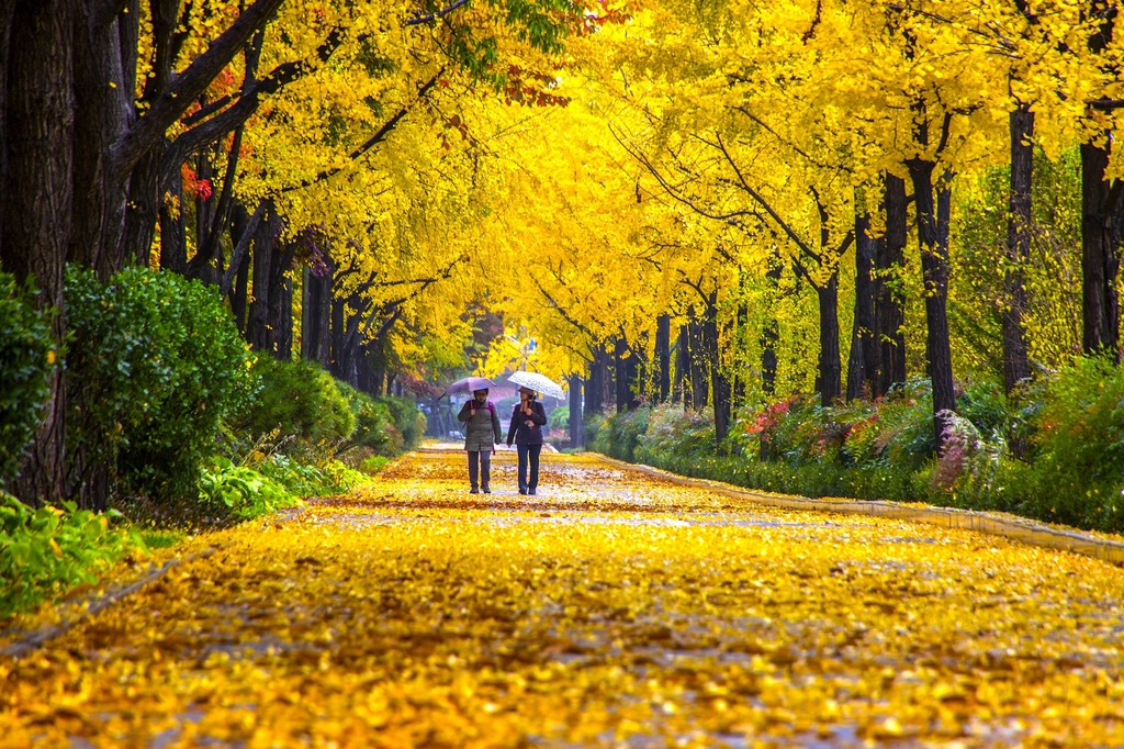 설악산부터 내장산까지! 가을 단풍 여행지 BEST 10