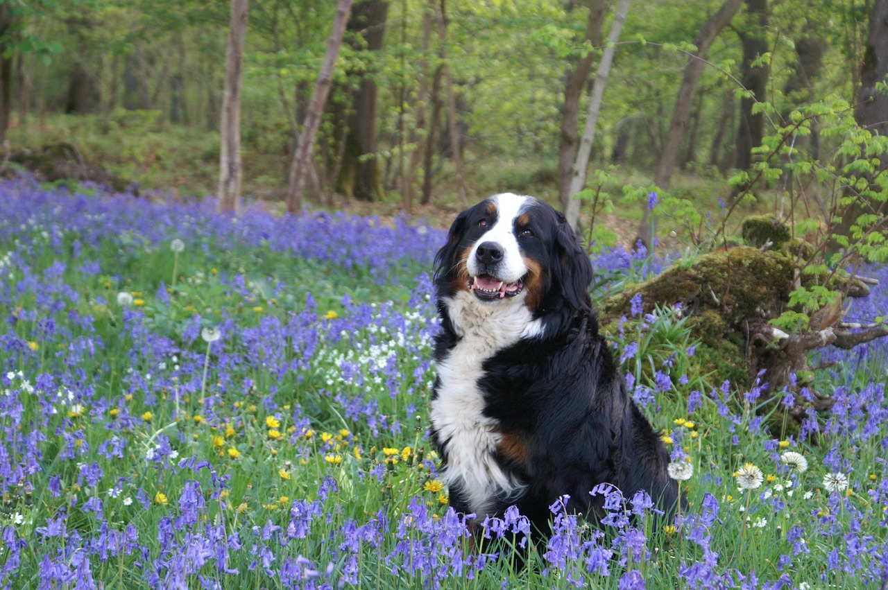 버니즈 마운틴 독(Bernese Mountain Dog)2