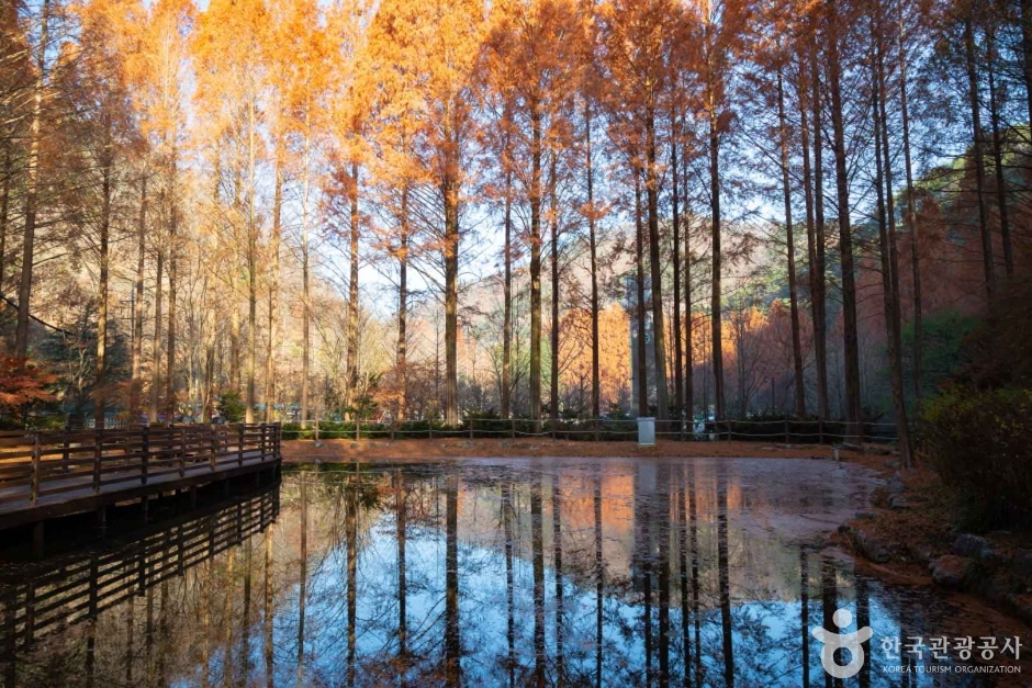 장태산 자연휴양림 메타세퀘이아 스카이웨이 출렁다리 피톤치드