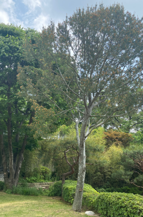 청와대 관람 신청