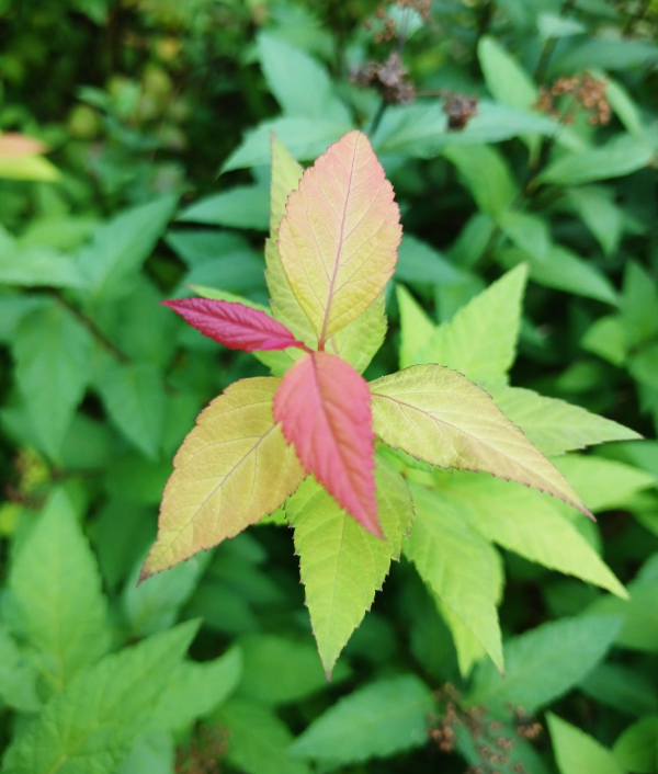 에덴낙원 예쁜 꽃