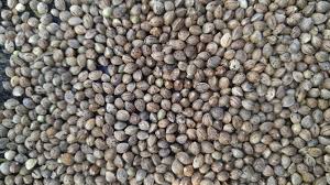 대마종자유 효능 10가지