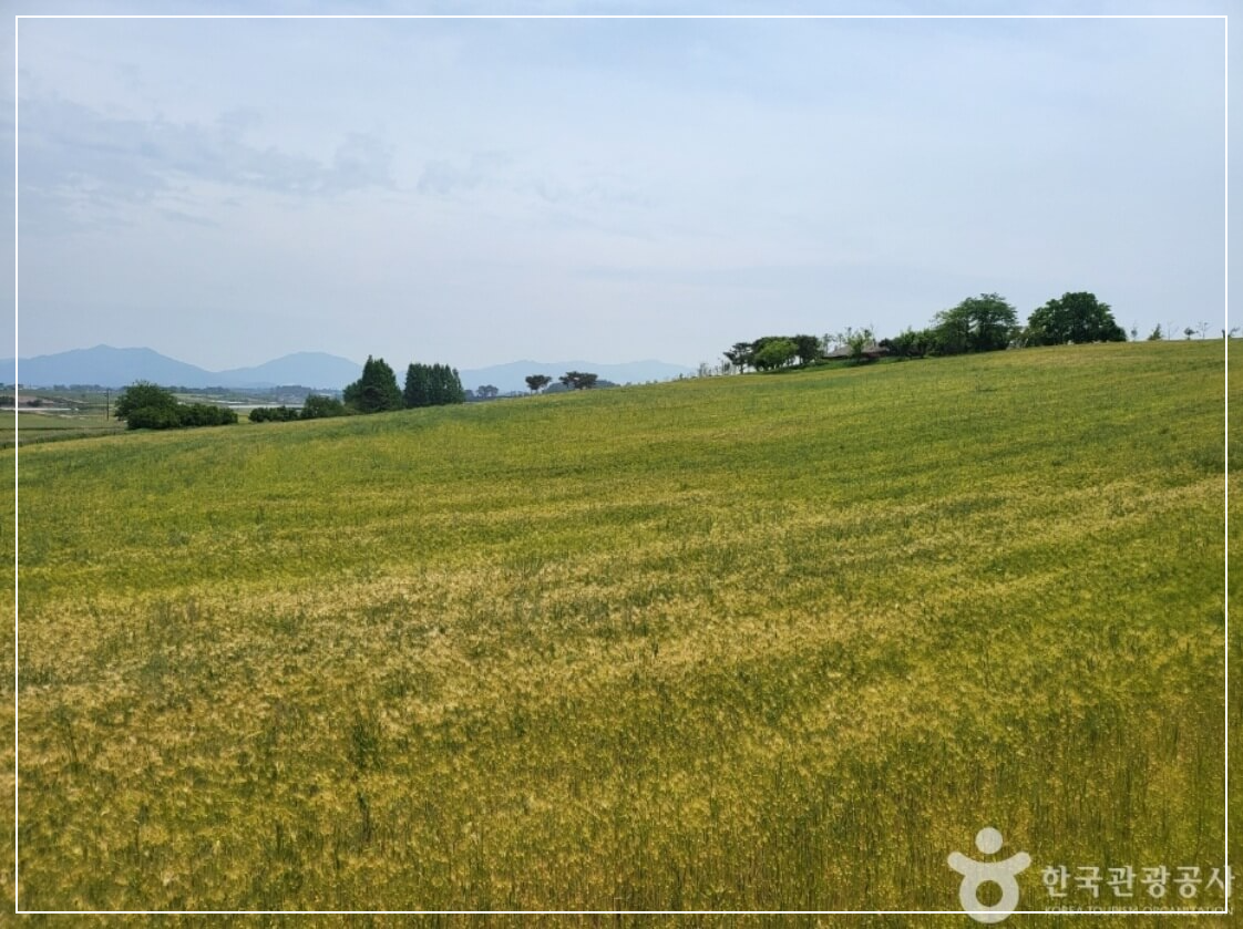 고창 가볼만한곳 베스트10 학원농장 청보리밭