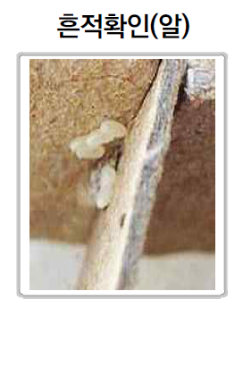 서울시 빈대 예방 및 관리 안내서