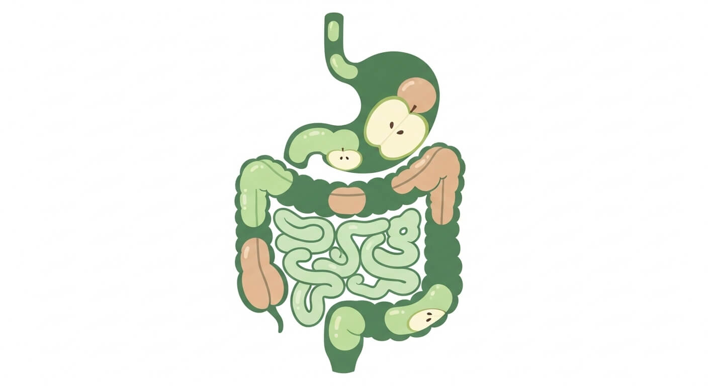펙틴(Pectin): 장 건강과 콜레스테롤 조절에 뛰어난 식이섬유