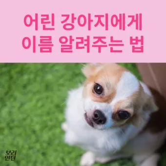 반려견 이름 작명 독특한 강아지 이름 제안_14
