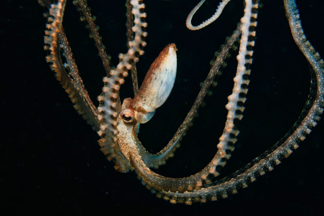 Octopus