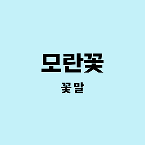 모란꽃꽃말
