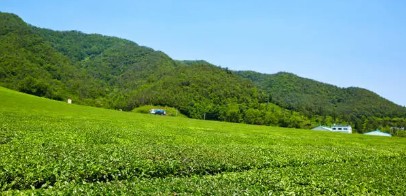 하동차 농장 관련 사진