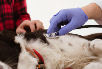 반려동물 예방접종 및 건강검진